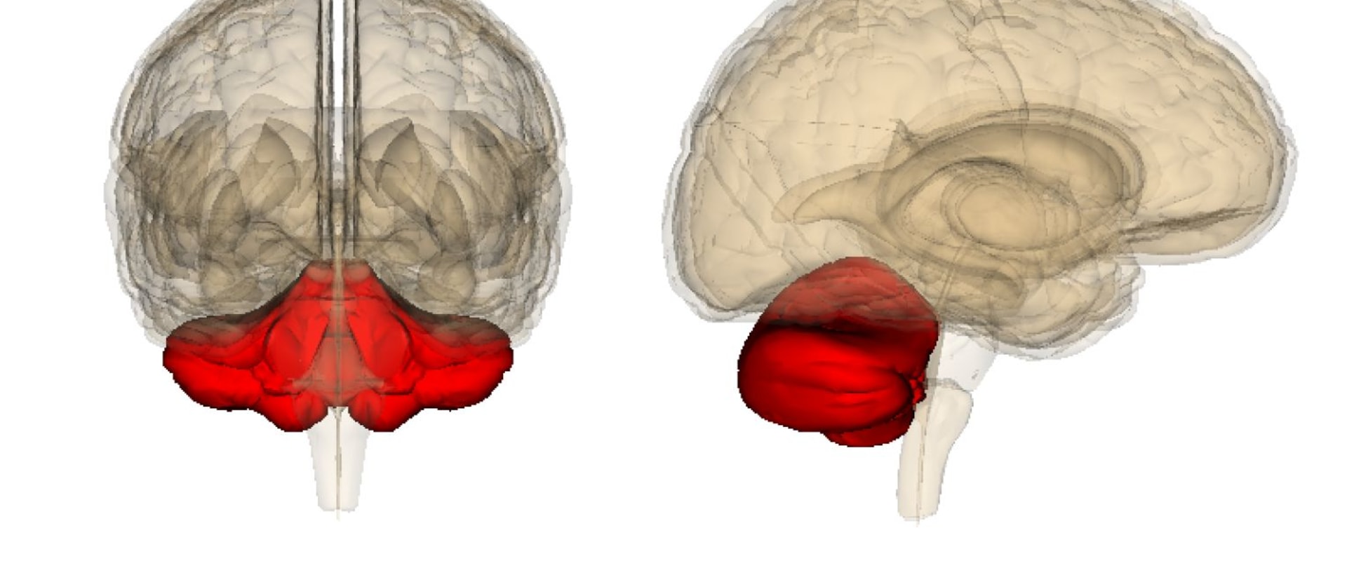 The Cerebellum and Addiction: A Comprehensive Review