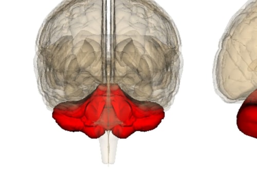 Is cerebellum involved in addiction?